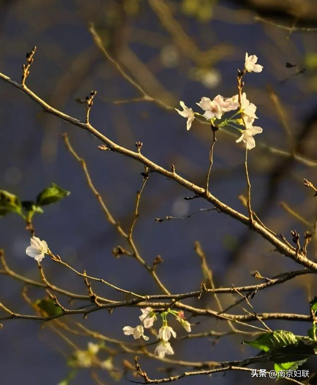 真的！南京鸡鸣寺路樱花开了