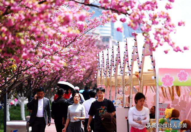 六盘水水城河畔樱花竞放引客浪漫踏春