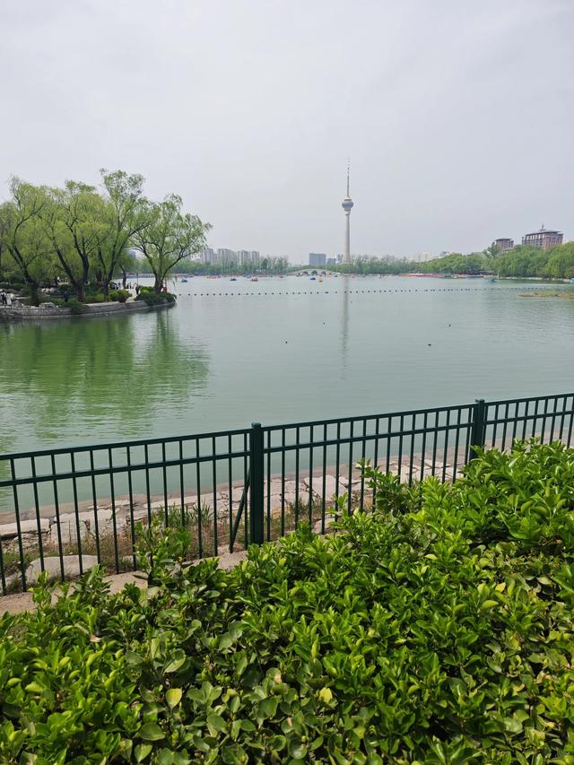 满园春色关不住 独领风骚樱花秀