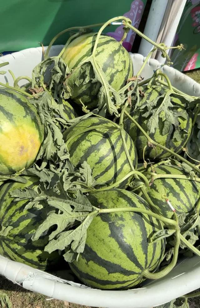 【五一·扬州小众又好玩打卡地合集】不挤景区不赶场！假期来沙头当一天“懒人”