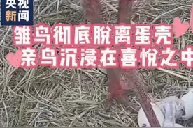 东方白鹳龙年宝宝“破壳” 高清监控记录温馨瞬间图片