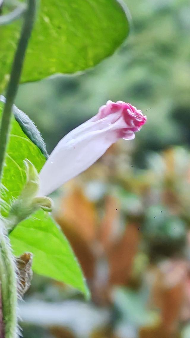 绝美的雨中花