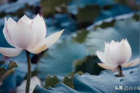 生肖马:命里金运已定，你马上就要走10年大运,万事如意,金银满仓!图片