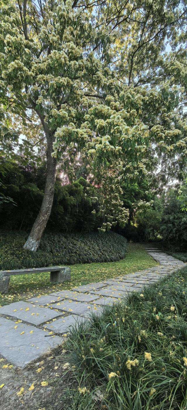 山合欢的光