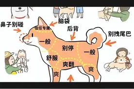 狗身上这些地方要少碰，对狗伤害大，别不信！图片