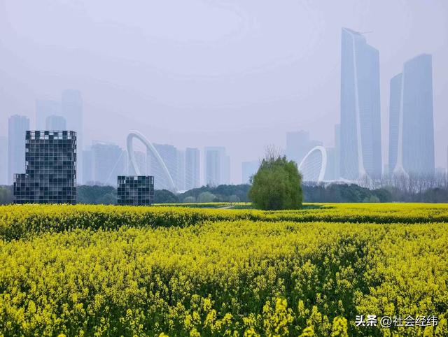 江心洲繁花似锦，油菜花海绘就春日油画