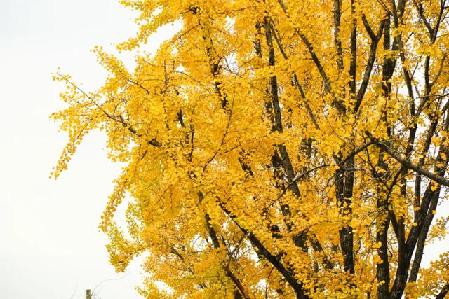 好看!好拍!郫都银杏打卡攻略→