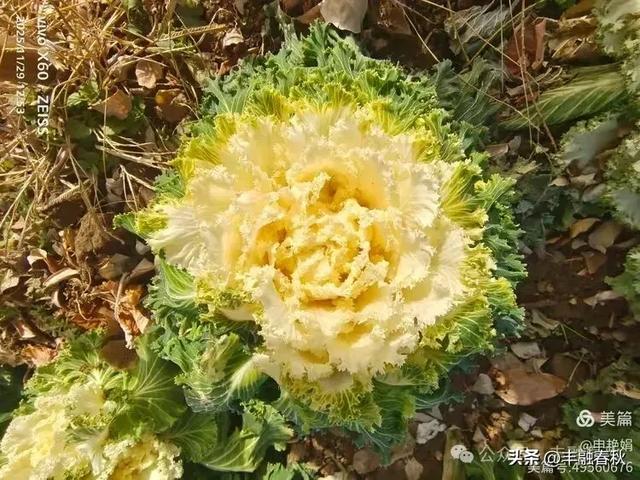 北京景山公园羽衣，冬园锦色｜申艳娟