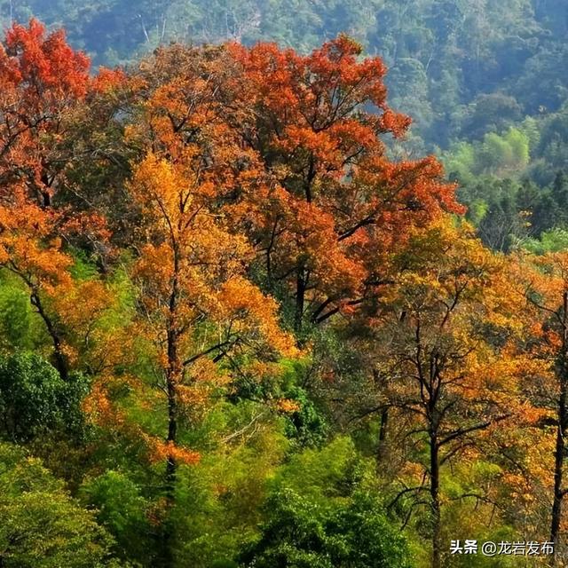 龙岩周末去哪儿 | 秋意浓！带上家人一起登高、远眺~