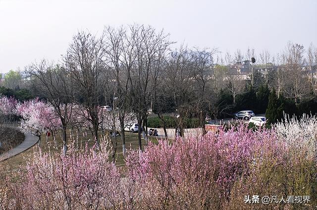 桃花源里的旅拍时光 滹沱河北岸美丽花廊掠影