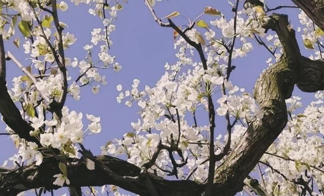 兰州什川万亩梨花盛放！黄河畔500年古梨园迎来最美花期
