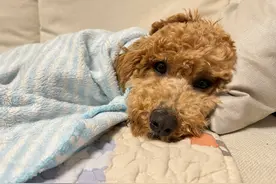 狗狗“绝对信任”主人的十种行为，快来看看有没有“白养”它？图片