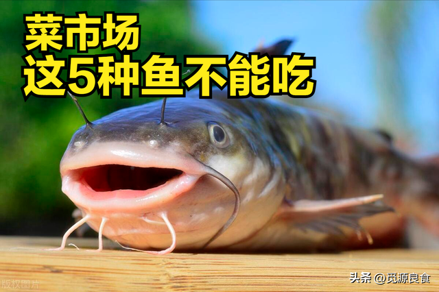 鳕鱼多少钱一斤2021 2026年鳕鱼多少钱一斤2025最新价格