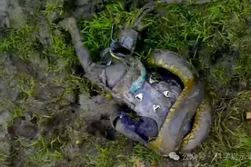 人被蟒蛇吞下后，如果手里有刀，能否破腹而出？国外男子亲身测试图片