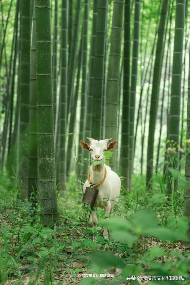 直冲30℃，咸宁请客，出来玩！