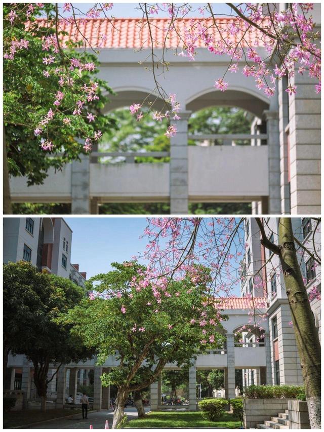 厦大，粉了🌸！粉了😍！