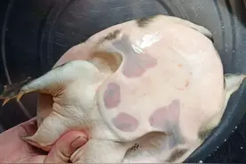 都说千年王八万年龟，龟和鳖其实并不长寿，野外抓到还要放生么？图片