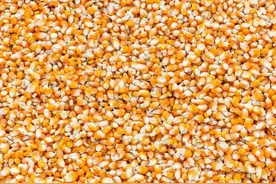 又到一年选种季，玉米品种怎么选？推荐这几个，最高亩产超2000斤​图片