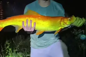 浙江男子钓获金色翘嘴鱼，有人出价5万，能否“定水”成功很关键图片