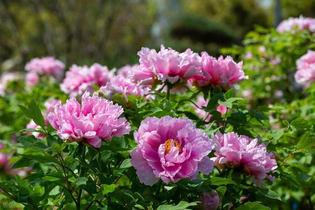 我是武汉人，去趟洛阳后，实在忍不住想说说：洛阳市的10个印象点