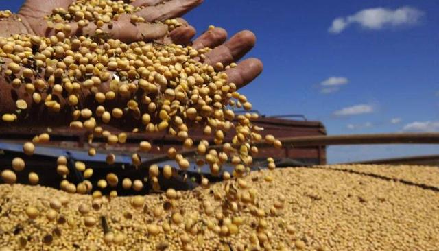 为大豆放低身段，美国公开表示：若中国需要大豆，希望先找美国