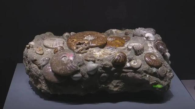 等你来打卡！河北两大新晋博物馆相继试运行