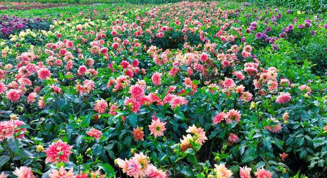 秋日限定！临洮大丽花香漫山野，一眼撞进油画里～
