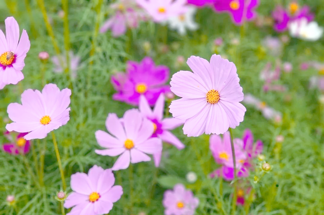 接住！金普秋日“花”招百出，处处都是显眼“苞”！