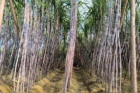 广西甘蔗系列谈之甘蔗补贴背后的反思。图片