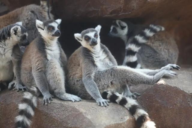 春假免费游双园了！还能送年卡！