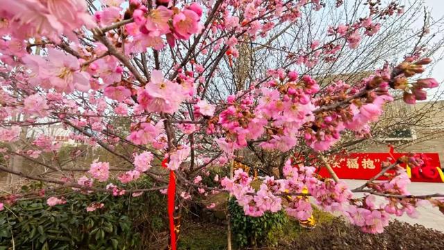 观音湖梅樱盛放!承包你的赏花浪漫