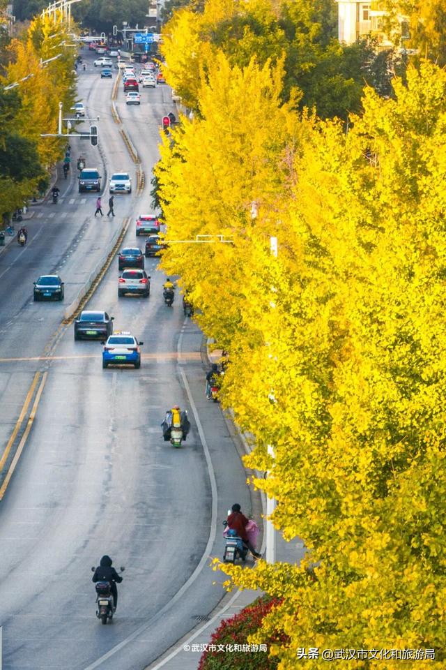 限时绝美！武汉街头颜值巅峰，地铁直达