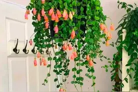 身体不好的人，坚决别养3种“倒霉花”，都是过来人的经验和教训图片