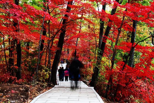 东北“杀疯了”！从新疆“平替”到一周吸金250亿，做对了什么？