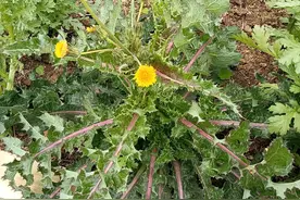 当心！你以为的“蒲公英”可能是花叶苦滇菜，但它的好处更惊人！图片