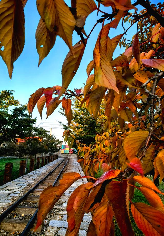 初冬氛围感天花板已找到，枫景这边独好！