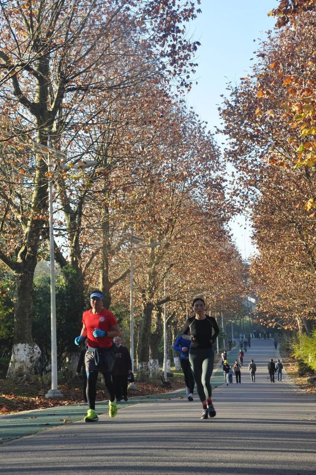 银杏拍照指南！10个出片宝藏地+3个手工教程，手把手教你出片！