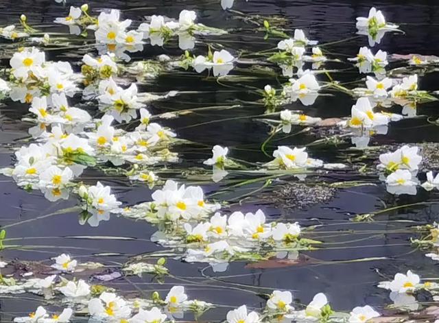 大理的冬天，竟藏着一片会开花的湖！