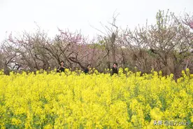 西安市临潼区：零口塬上春花开 赏花踏青好去处图片