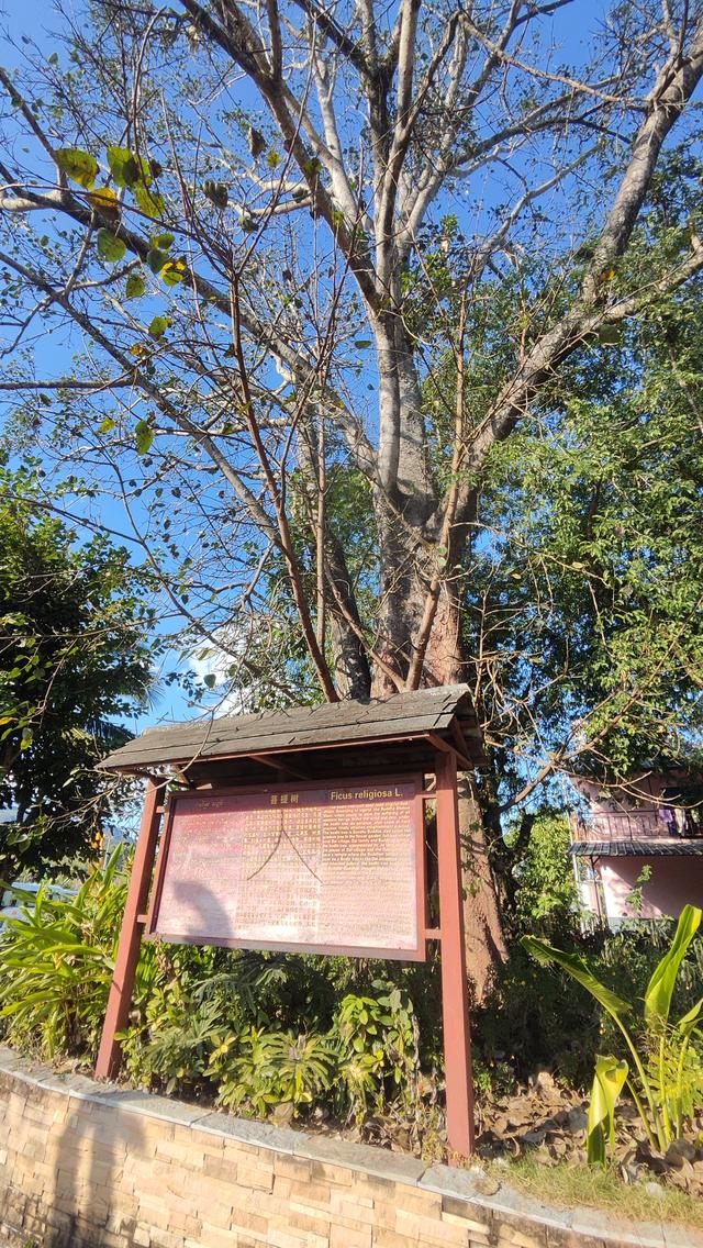 中老边境的傣寨秘境：尚冈古寨藏着烟火与远方