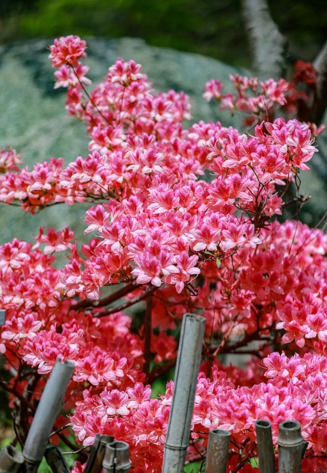 本周末！大珠山映山红进入赏花期