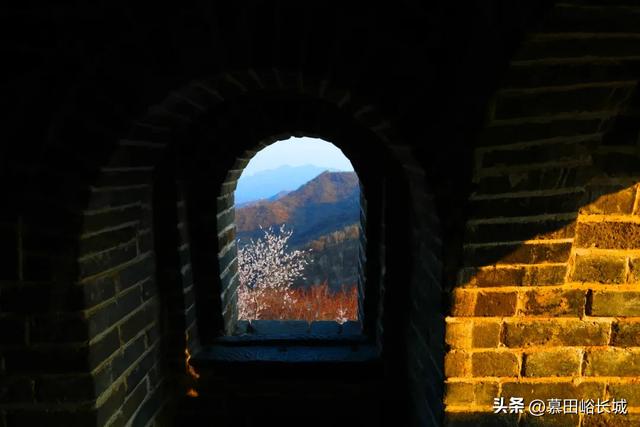 清明踏青正当时|慕田峪长城赏花点位奉上~