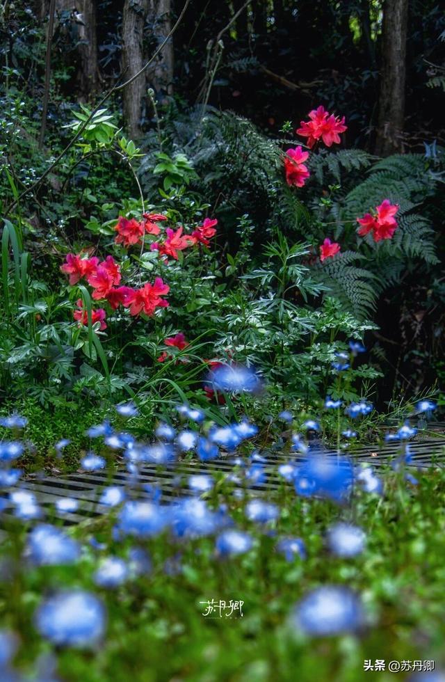 带宠撒欢隐世山居！武汉周边游｜3天2晚就在这里发呆