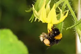 国家级！吉林18万只蜂王“飞”往全国！图片