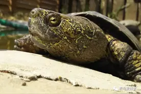 别不信，养龟还真的能转运图片