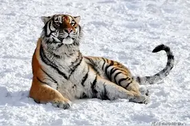 东北虎究竟有多么凶猛？据说狼群和猛犬也只能退避三舍图片