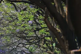 昆明蓝花楹｜赏花正当时，教场中路打卡去！（附攻略）图片