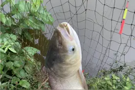 鲢鳙爱吃臭豆腐？还有更狠的，拿臭鸡蛋水开饵诱鱼那叫一个快！图片