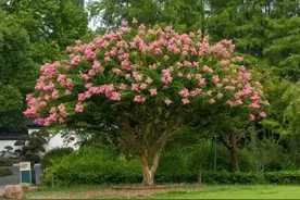 老话“家中有三树，子孙会暴富”，哪3棵树？院子没有要栽上图片