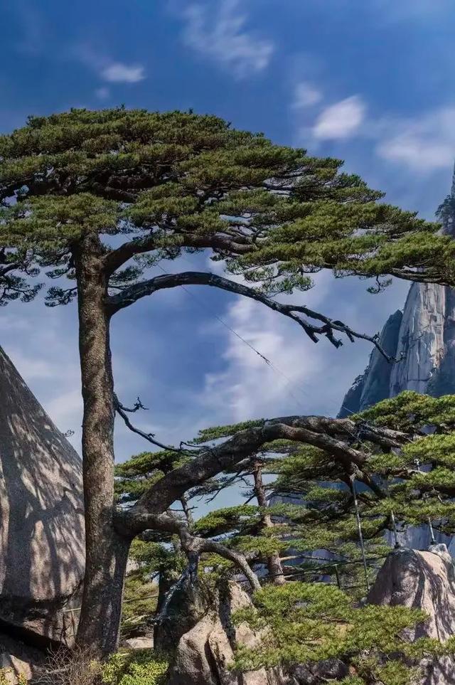 漫步黄山松掩山丛树杪，云隐仙踪徒步蹬道千阶